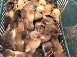 Day Old Indian Runner Ducklings
