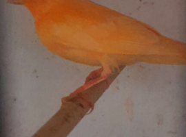 Red factor canaries