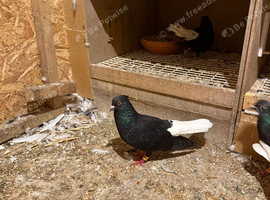 Iranian pigeon