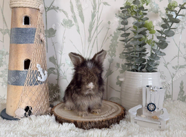 Vaccinated English Angora Babies