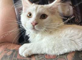 White Maine Coon Boy. Vaccinated