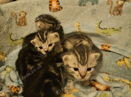 Beautiful kittens