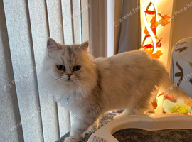 Persian Cat Female