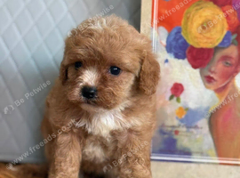 Beautiful 1st generation cavapoos