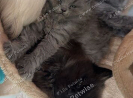 British shorthair x ragdoll kittens