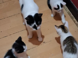 Special beautiful Kittens For Sale