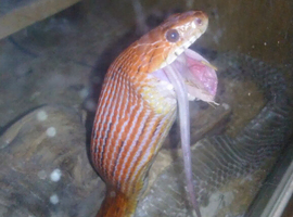 2 corn snakes