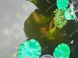 Three goldfish - FREE