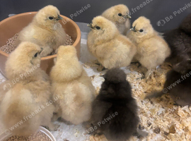 Silkie Chicks