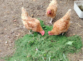 5 LAYING HENS FOR &pound;20