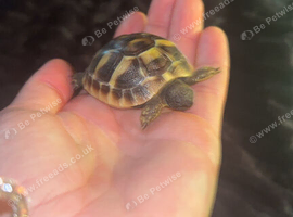 Lovely little baby