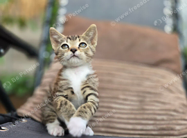 Gorgeous Tabby Kitten