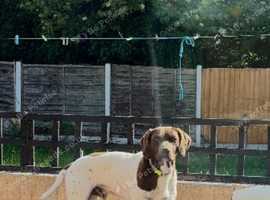 German shorthair pointer