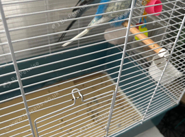 Pair of breading budgie