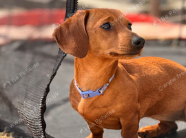 Rehome