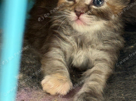 Beautiful fluffy Ragcoon kittens