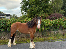 14.3h 3 year old Irish cob