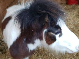 Shetland coloured gelding for sale