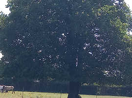 Sole use field/paddock small yard wanted asap