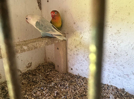 Lovebirds breeding pair