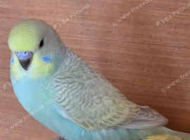 Various colours budgies