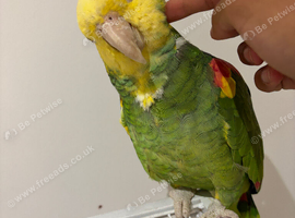 Tame Amazon yellow headed super talkative