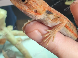 Baby bearded dragons citrus coming though lovely on them