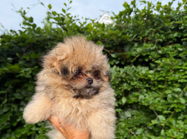 Little bundles of fluff