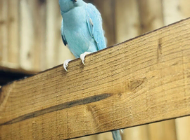 Blue ring neck