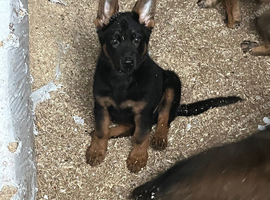 Beautiful German shepherd pups
