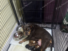 Olde english bulldogs