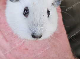 Baby boy guinea pigs