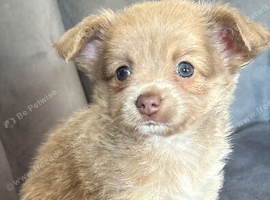 Ready 27/7 Stunning Chihuahua Puppy