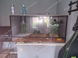 Full ball python set up 4&times;2&times;2( collection only)