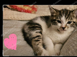 Maine coon Norwegian forest mix