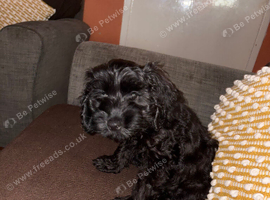 Cockapoo 12 weeks old