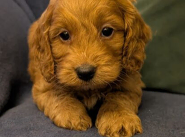 Cockapoo Puppies &ndash; 2 Boys & 4 Girls Available