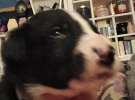 Puppies