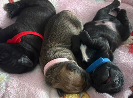 Beautiful Shar Pei x Staffy x Working Cocker Spaniel Puppies