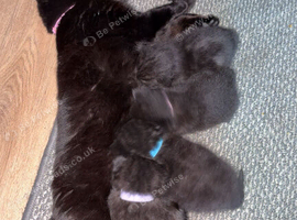 Fluffy mixed litter looking for forever homes