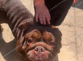 English bulldog