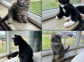 Mainecoon x Bombay x Tabby - READY NOW