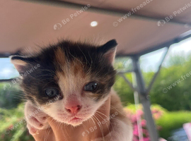 One beautiful calico girl
