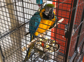 Baby blue and gold macaw