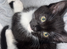 Female mixed breed kitten
