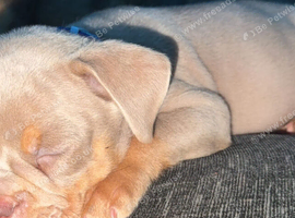 Old English bulldog puppy