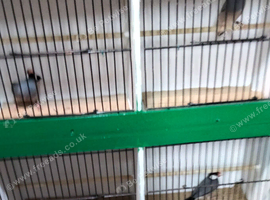 Male Java Sparrows for sale