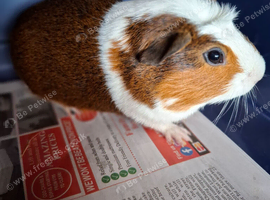 Male Guinea Pig