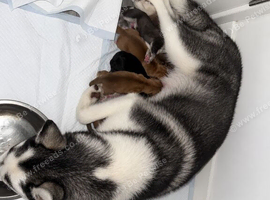Siberian Husky mix pups