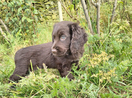 Cocker  pup